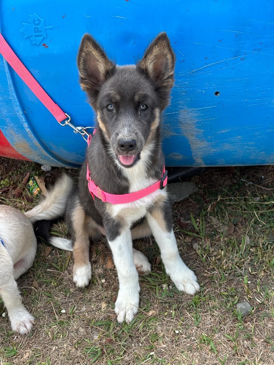 Jornada de esterilización en Penonomé