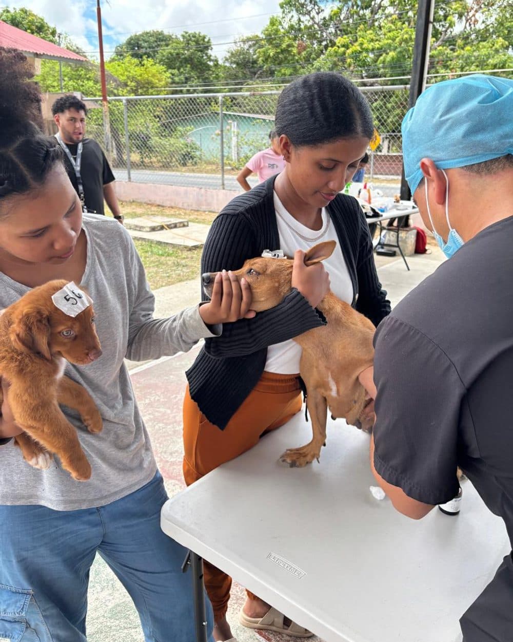 Jornada de esterilización de Colitas Coclé en Coclé, Panamá